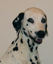 17 cuccioli Dalmata Nati 1 Dicembre