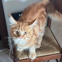 Maine Coon