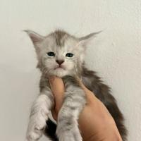 Cuccioli Maine Coon