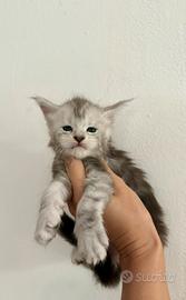 Cuccioli Maine Coon