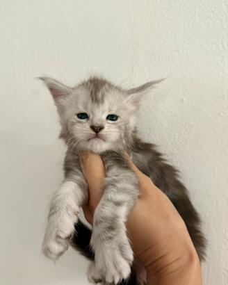 Cuccioli Maine Coon