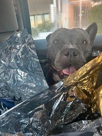 American Bully