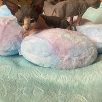 Gatti Sphynx cuccioli