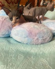 Gatti Sphynx cuccioli