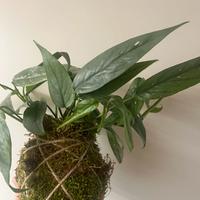 Kokedama Pothos cebu blu