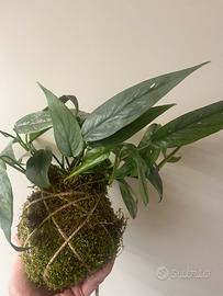 Kokedama Pothos cebu blu