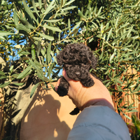 Barboncino mini toy nero e Toy 2 M anche a rate