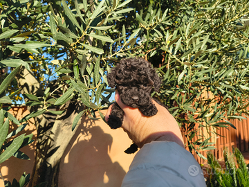 Barboncino mini toy nero e Toy 2 M anche a rate