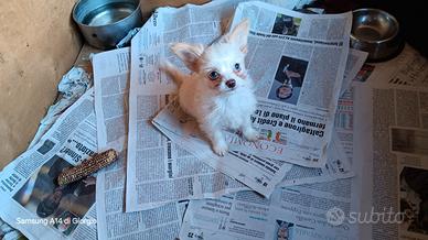 Cucciola incrocio Chihuahua-Barboncina