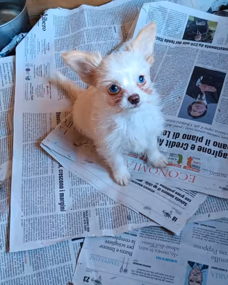 Cucciola incrocio Chihuahua-Barboncina