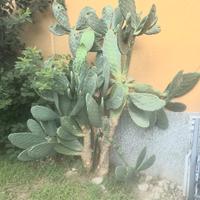 piante grasse 