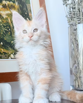 Cuccioli di razza Maine Coon