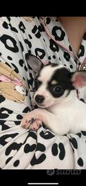Cucciolo pincer