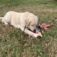 Femmina guardiano dei Pirenei