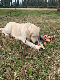 Femmina guardiano dei Pirenei