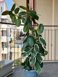 Ficus Elastica 150cm
