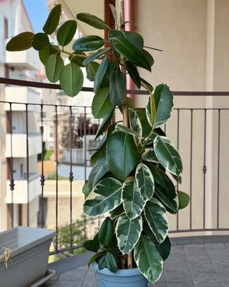 Ficus Elastica 150cm