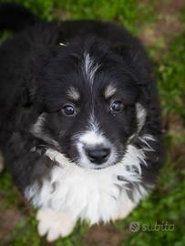 Cuccioli border collie e pastore australiano