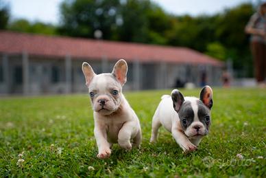 Bulldog francesi esotici