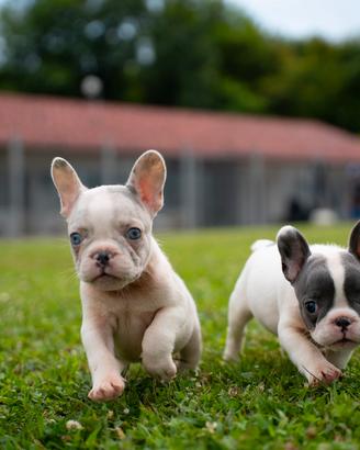 Bulldog francesi esotici