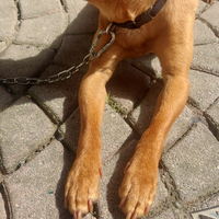 Femmina di 3 anni