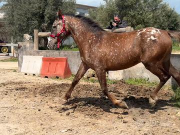 Cavalli appaloosa Leopard intero