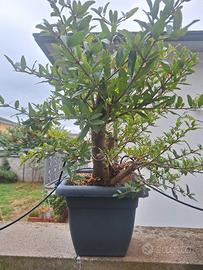 Prebonsai Melograno