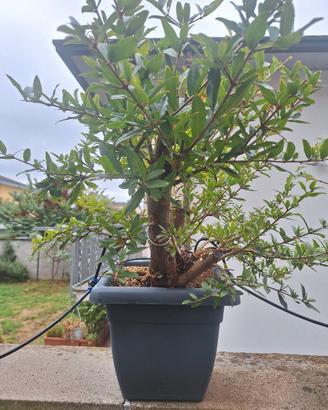 Prebonsai Melograno
