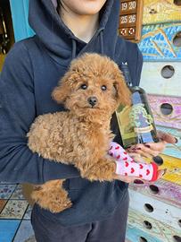 Barboncino toy originale