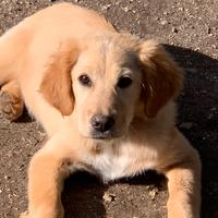 Cucciola in adozione