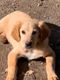 Cucciola in adozione