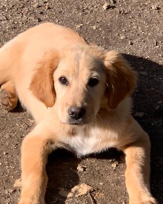 Cucciola golden retriver mix