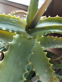 piantina di Aloe 