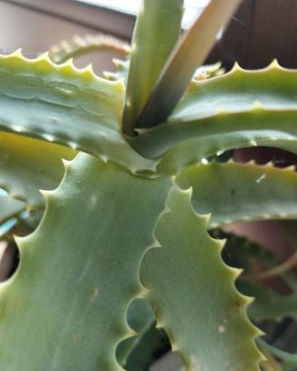 piantina di Aloe 