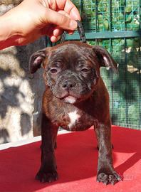 Staffordshire bull terrier cuccioli