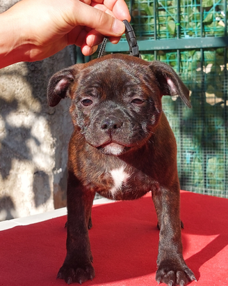 Staffordshire bull terrier cuccioli