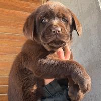 Labrador cioccolato