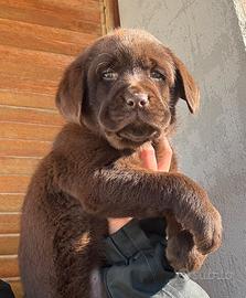 Labrador cioccolato