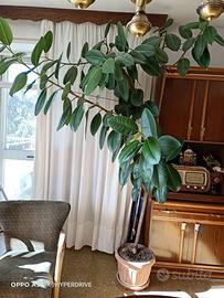 Pianta di Ficus