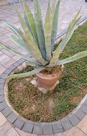 Agave blu grande