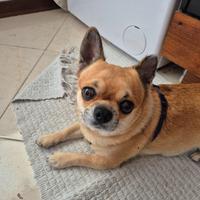 Chihuahua maschio pronto per accoppiamento