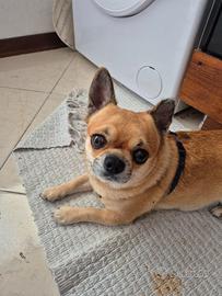 Chihuahua maschio pronto per accoppiamento