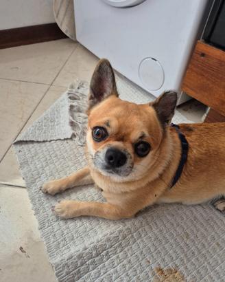 Chihuahua maschio pronto per accoppiamento