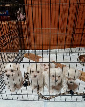 Cuccioli maltipoo bianchi