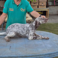Setter inglese di Pino Fiore