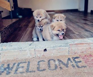 Cuccioli akita ino