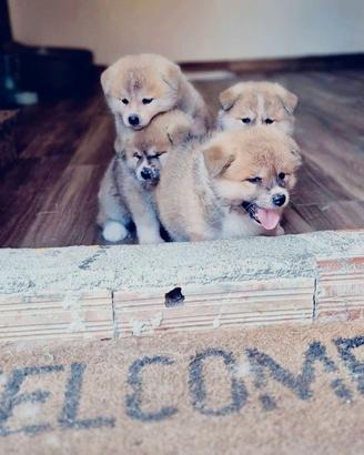 Cuccioli akita ino
