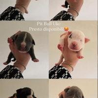 Pit bull ukc presto disponibili