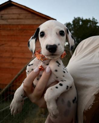 Femminuccia dalmata pedigree cucciola