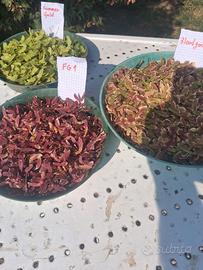acer seed acero semi